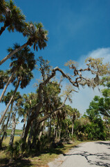 Vertical leading lines down the nature trail with tall trees on the left with blue sky and white clouds on a sunny day at Myakka Lake in Myakka River State Park in Sarasota FL. Room for copy.
