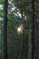 morning in the forest