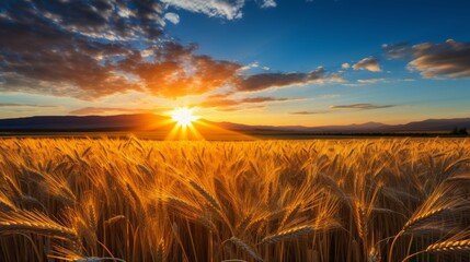 Golden dawn. sunrise over wheat field - scenic morning landscape for stock image