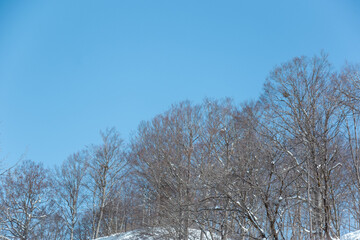 雪が積もった枝と満点の青空