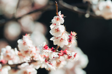 日本の庭園に咲く美しい梅の花