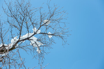 雪が積もった枝と満点の青空