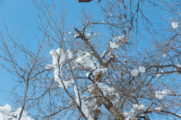 雪が積もった枝と満点の青空