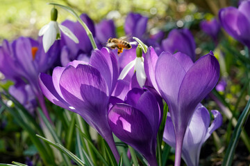 Frühlingsboten © lichtblick89