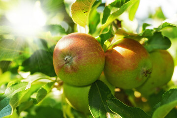 Apple, tree and fruit closeup with leaves outdoor in farm, garden or orchard in agriculture or nature. Organic, food and farming in summer with sustainability for healthy environment and growth