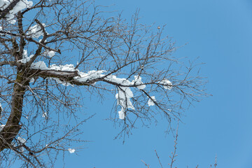 雪が積もった枝と満点の青空