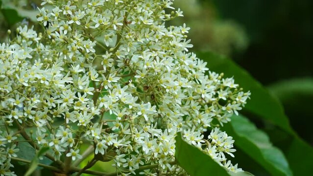Aleurites moluccanus (candlenut, candleberry, Indian walnut, kemiri).  The nut is appreciated in many cultures once cooked or toasted and commonly used in curries
