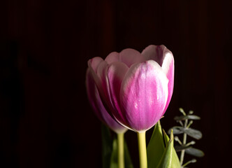pink and white tulips among eucalyptus leaves