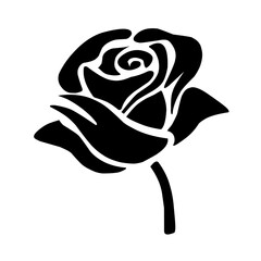 black rose on white