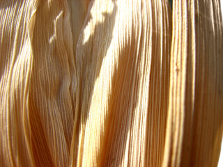 Closeup of dried corn husk
