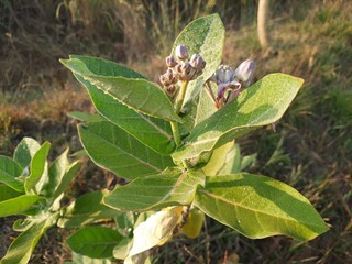 milkweed plant blossam with extended canopy