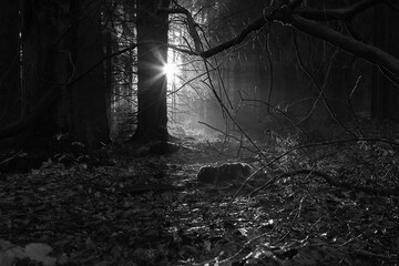 forest light