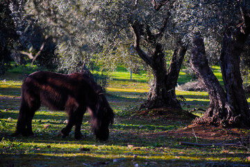 wild pony in the forest