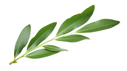 Isolated Olive Branch on transparent background, symbol of peace