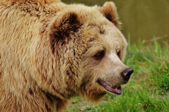 In the heart of the forest, a brown bear pauses, its mouth agape in a brief moment of expression. Surrounded by towering trees, the bear's open mouth reveals powerful jaws and glistening teeth. 