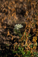 flowers in the forest