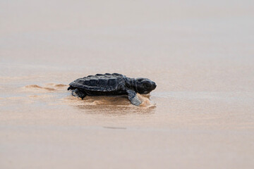 baby sea turtle on the beach in Sri Lanka