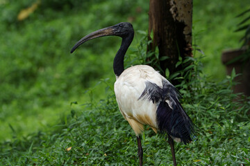 African Sacred Ibis, white bird with a naked black head