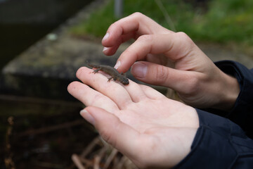 Teichmolch auf Hand