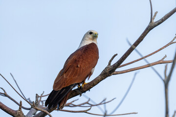 Brahminy kite on the tree, portrait of sea-eagle, Haliastur indus in Sri Lanka