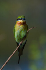 Blue-tailed bee-eater on a perch, Merops philippinus in Yala National Park, Sri Lanka