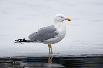 Fototapeta na wymiar Gull standing on ice, European herring gull, Larus argentatus, Belarus