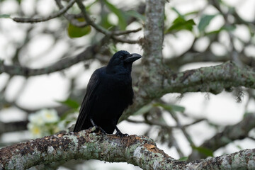 Large-billed crow on the tree, Corvus macrorhynchos in Sri Lanka