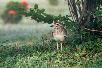 Indian stone-curlew, Burhinus indicus in Sri Lanka