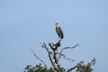Lesser adjutant, Leptoptilos javanicus in Yala National Park, Sri Lanka