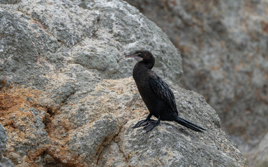Little Cormorant resting on the rock, Microcarbo niger in Sri Lanka
