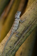 Oriental garden lizard in Sri Lanka