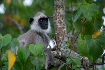 Tufted gray langur, portrait of a monkey, Yala National Park in Sri Lanka - obrazy, fototapety, plakaty