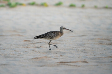 Whimbrel, coastal wader on the beach in Sri Lanka