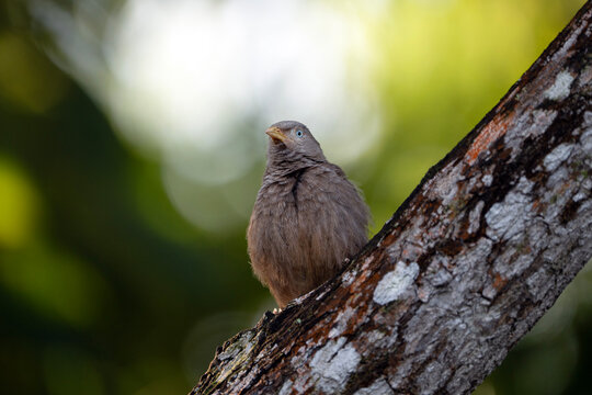 Yellow-billed babbler, bird on a tree, Argya affinis, Sri Lanka
