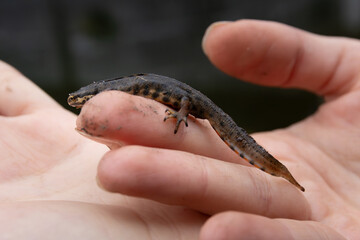 Teichmolch auf Hand