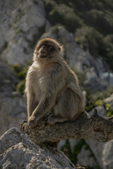 monkeys freely roaming around on the rock of Gibraltar