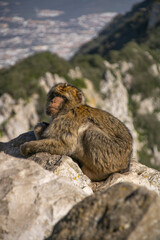 monkeys freely roaming around on the rock of Gibraltar