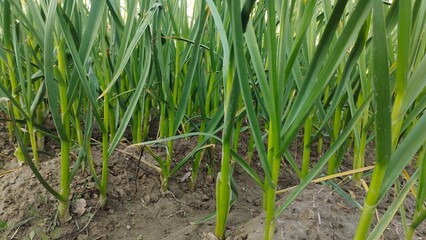 Garlic fields