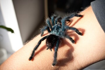 The grown black spider perches delicately on the hand of an adult, appearing to be well-cared for...