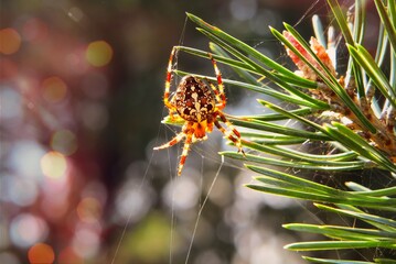 The vibrant yellow spider diligently spins its web, eagerly welcoming the bright days ahead filled with sunlight. - obrazy, fototapety, plakaty
