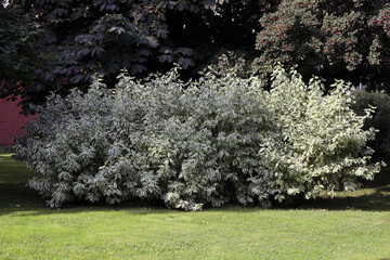 White dogwood Elegantissima (variety 