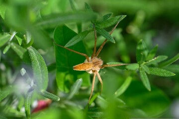 The brown spider hides amidst the vibrant green leaves, either concealing itself or stalking its...