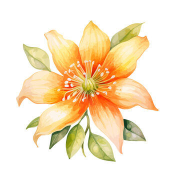 watercolor Painting of a yellow lily flower (blossom flower), Drawing clipart, Illustration Vector, isolated on a white background.