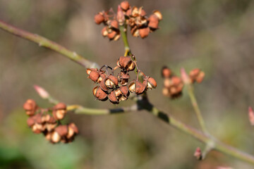 White spindle seed pods