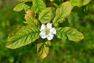 Common medlar branch with flower