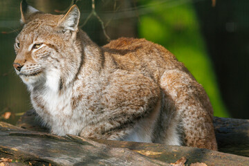 Ruhender Luchs