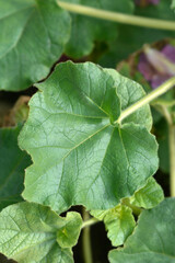 Common devils claw leaves