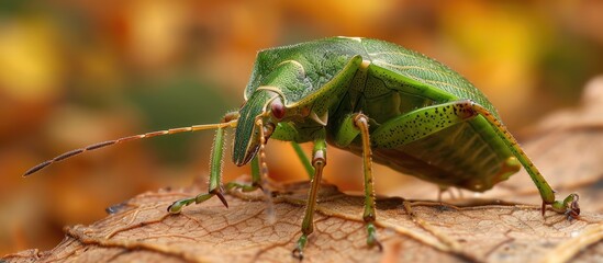 An adult common green shieldbug, scientifically known as Palomena prasina, is closely observed on a dry leaf in this detailed shot. The insects vibrant green color contrasts beautifully with the brown