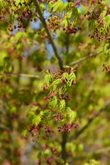 Japanese Maple branch with flowers