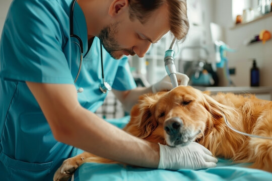 A well-groomed pet receiving a check-up in a contemporary veterinary clinic from a compassionate and skilled doctor.